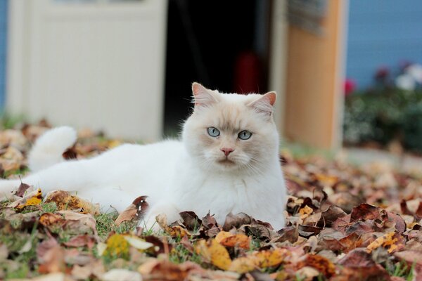 White cat on fallen leaves