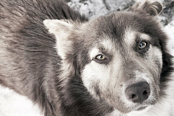 Die traurigen Augen des Hundes scheinen in die Seele zu schauen