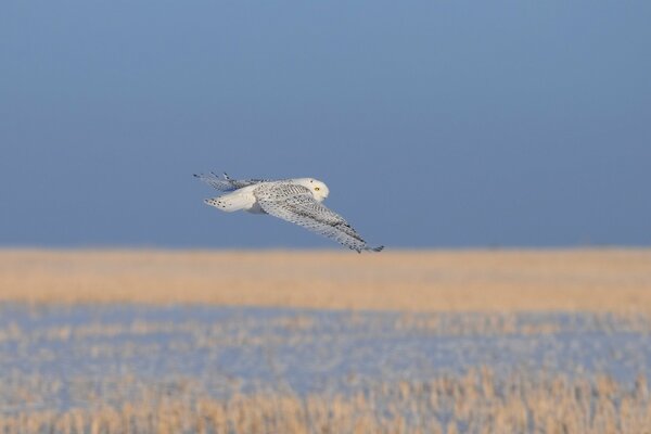 Calm flight of a white owl over dry grasses