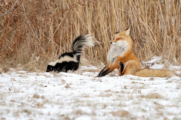 Fuchs und Stinktier im Schilf im Schnee