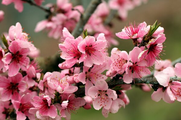 Viele rosa Blüten auf einem Zweig