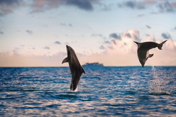 Delfines saltan del mar en medio de un barco que flota