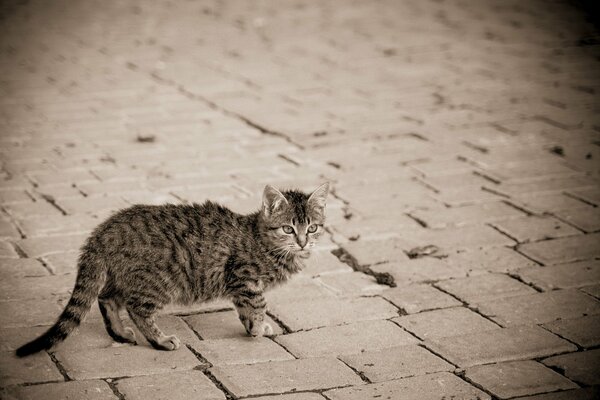 Graue Katze, grauer Tag, graues Leben