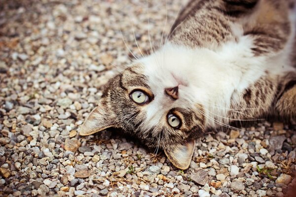 Gato gris con hermosos ojos en guijarros