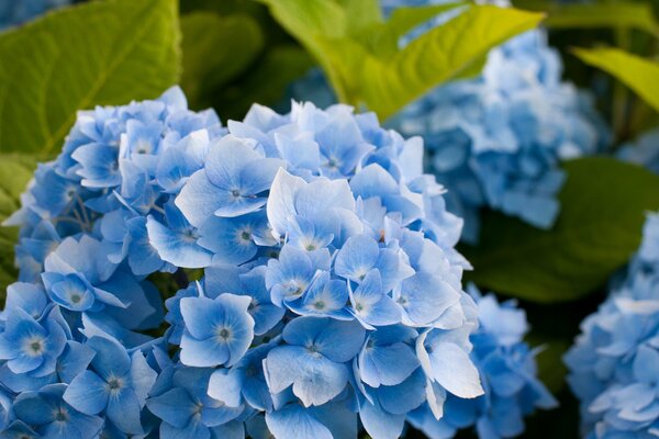 Blue hydrangea inflorescence with leaves