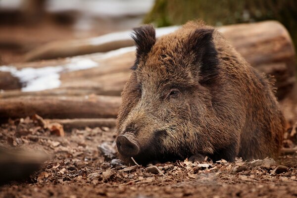 Wildschwein lag im zeitigen Frühjahr auf dem Boden