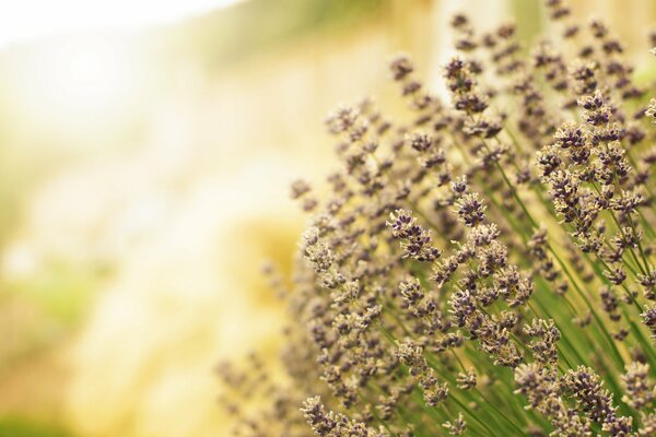 Lavanda en los cálidos rayos del sol