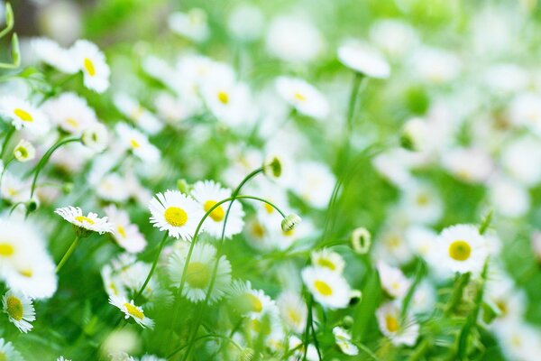 Viele Gänseblümchen in Nahaufnahme