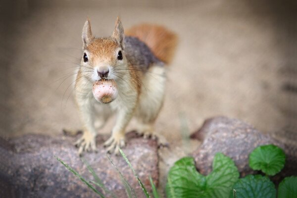 Squirrel with a nut looks at the camera