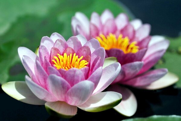 Two water lilies with lilac petals