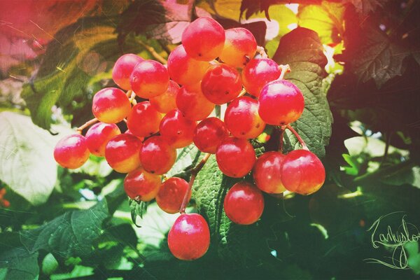 Bayas rojas de viburnum en una rama