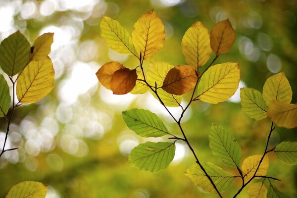 Green foliage in the forest