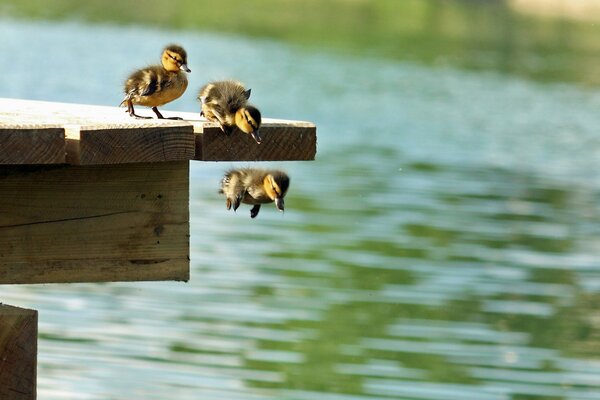 Kleine Entenküken springen vom Pier ins Wasser