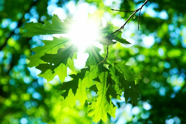 Hoja de arce al sol