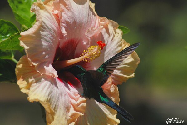 Kolibri sammelt Nektar aus Hibiskus