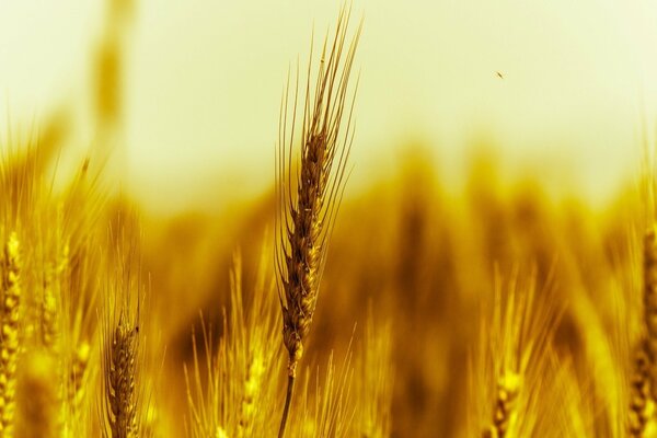 Spighe di grano si trova in natura