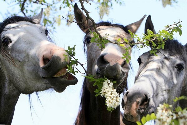 Los caballos blancos comen flores de Acacia