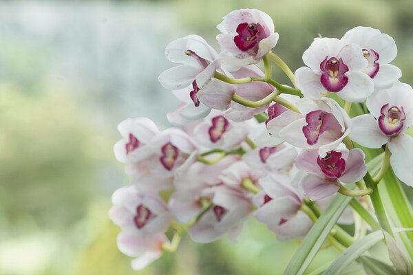 Pink and white orchids bouquet on a blurry background