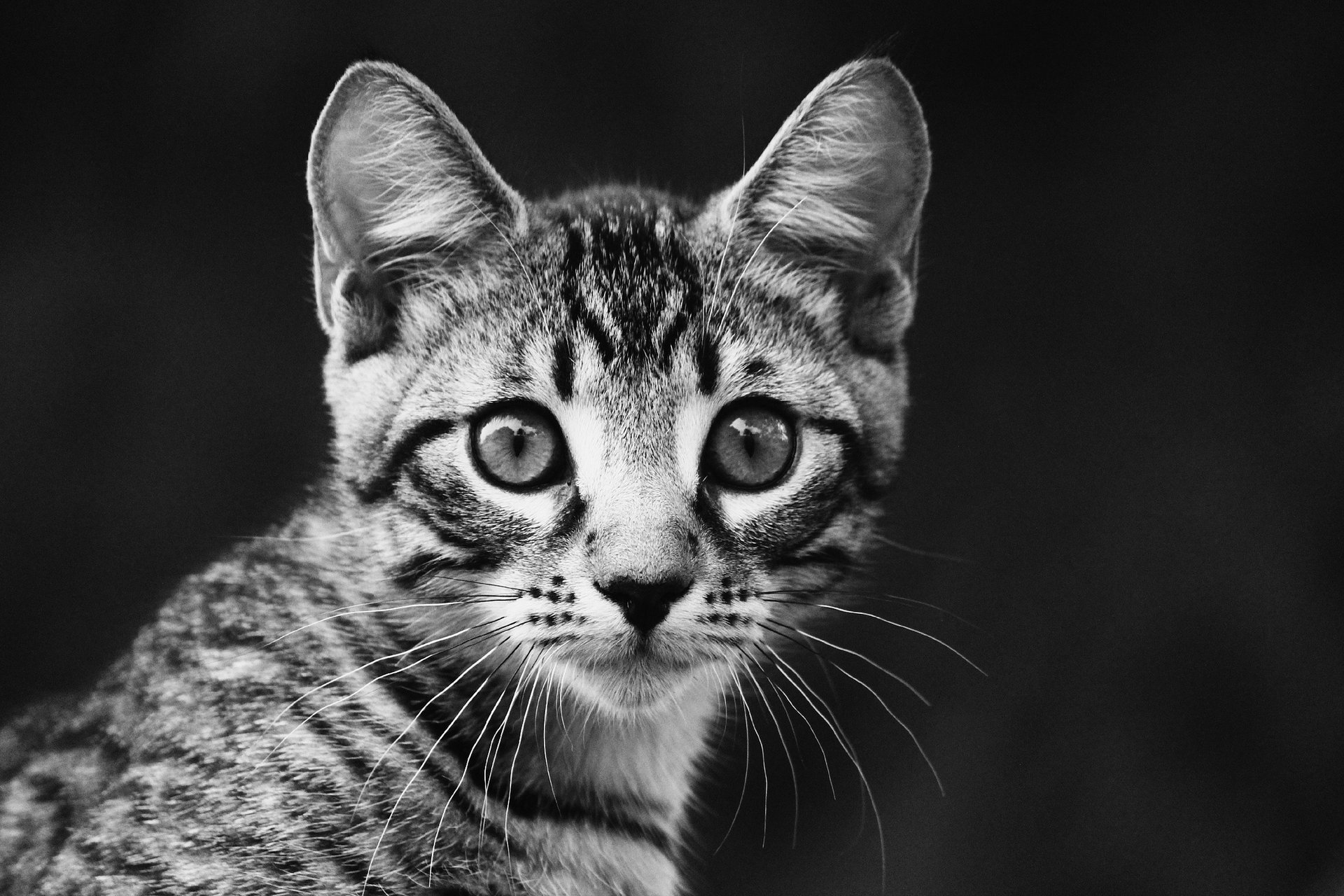 chaton portrait noir et blanc rayé vue