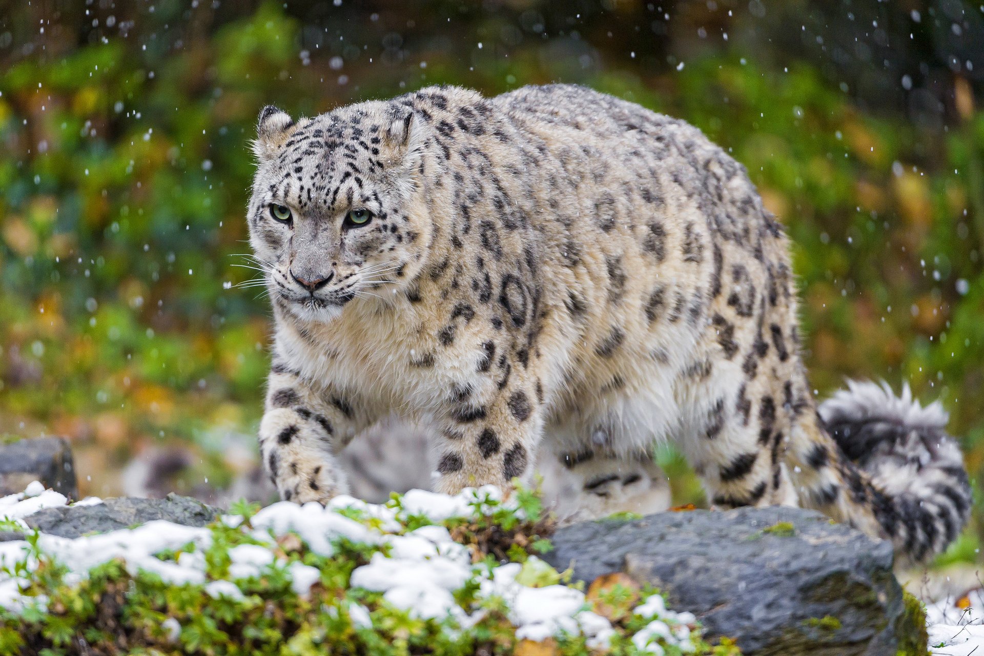 leopardo delle nevi gatto irbis predatore neve