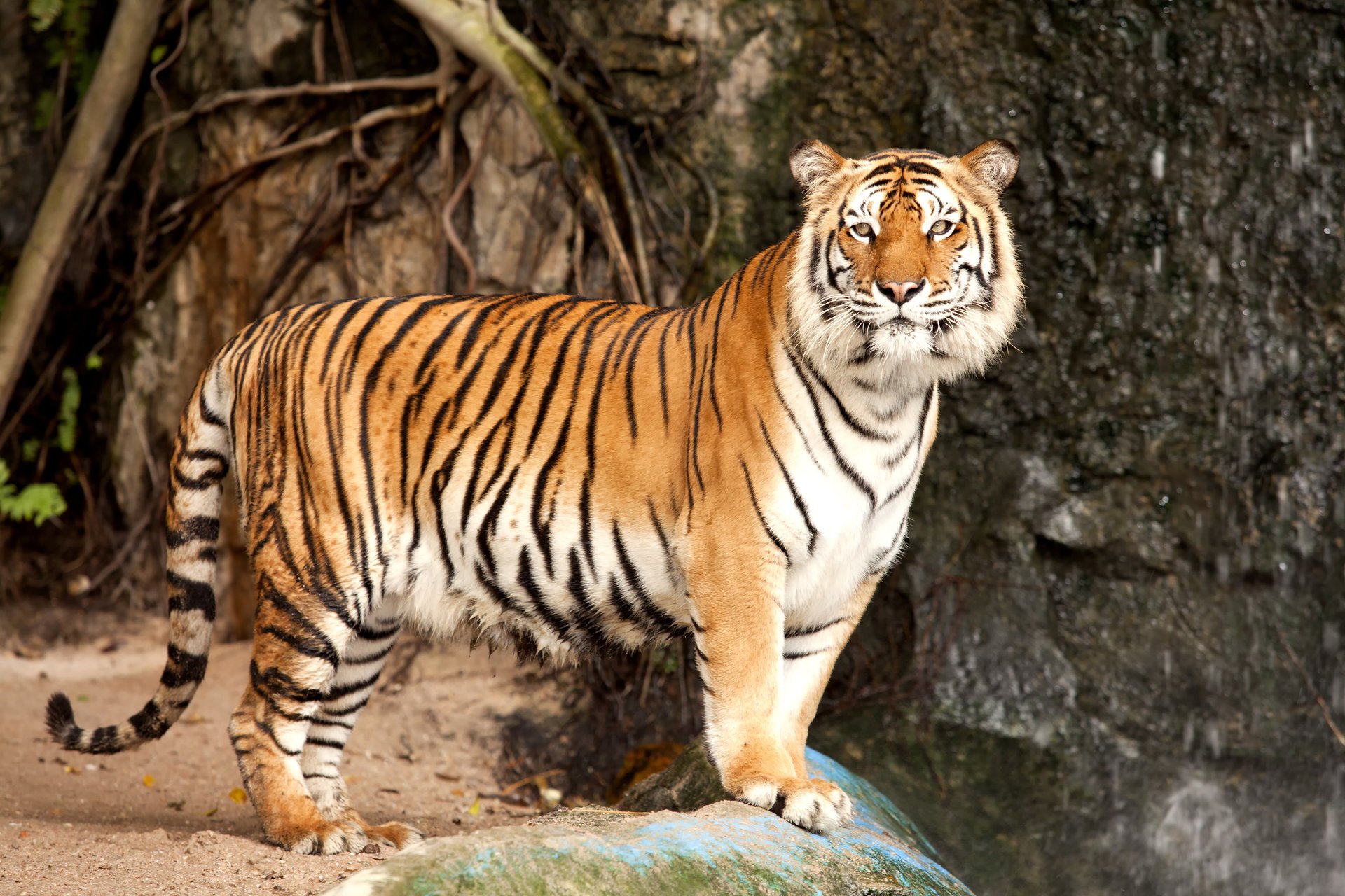 the amur tiger tiger stone cat predator