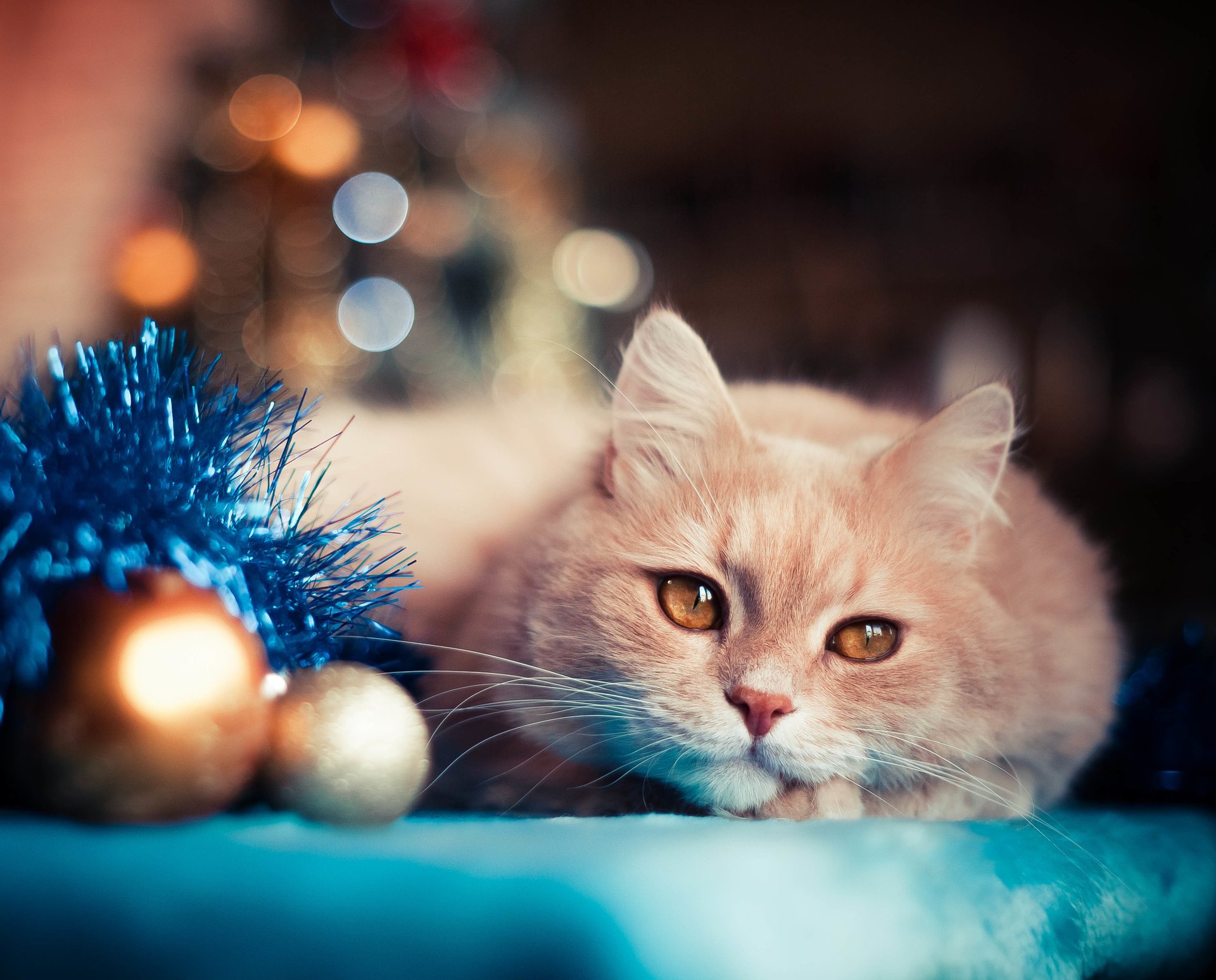 chat boules nouvel an jouets vacances tinsel bokeh