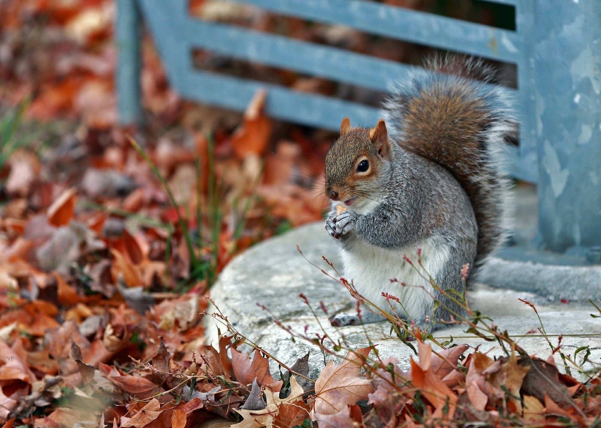 parco scoiattolo autunno mangiare erba grigio foglie