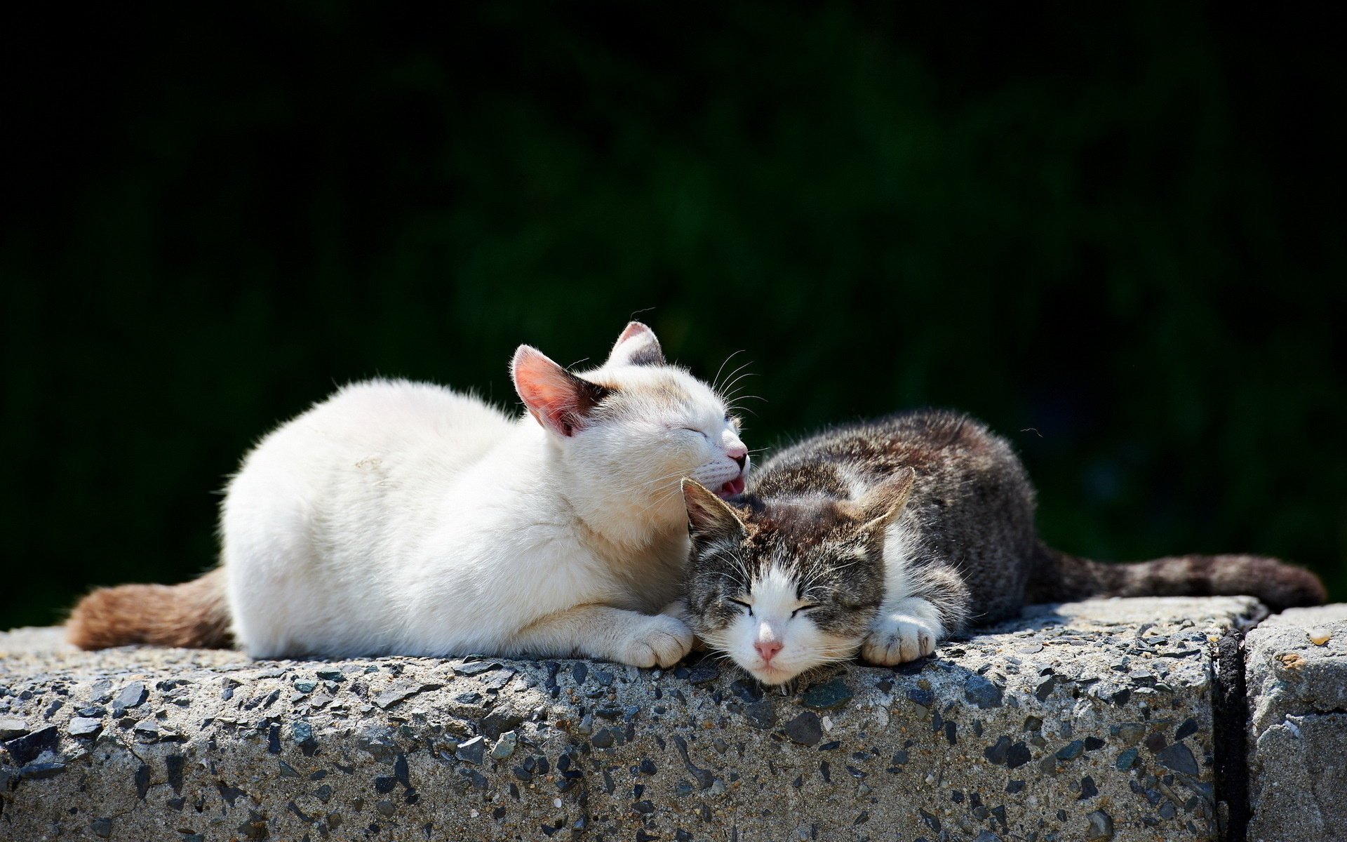 lumière nettoyant pour le visage chats pierre