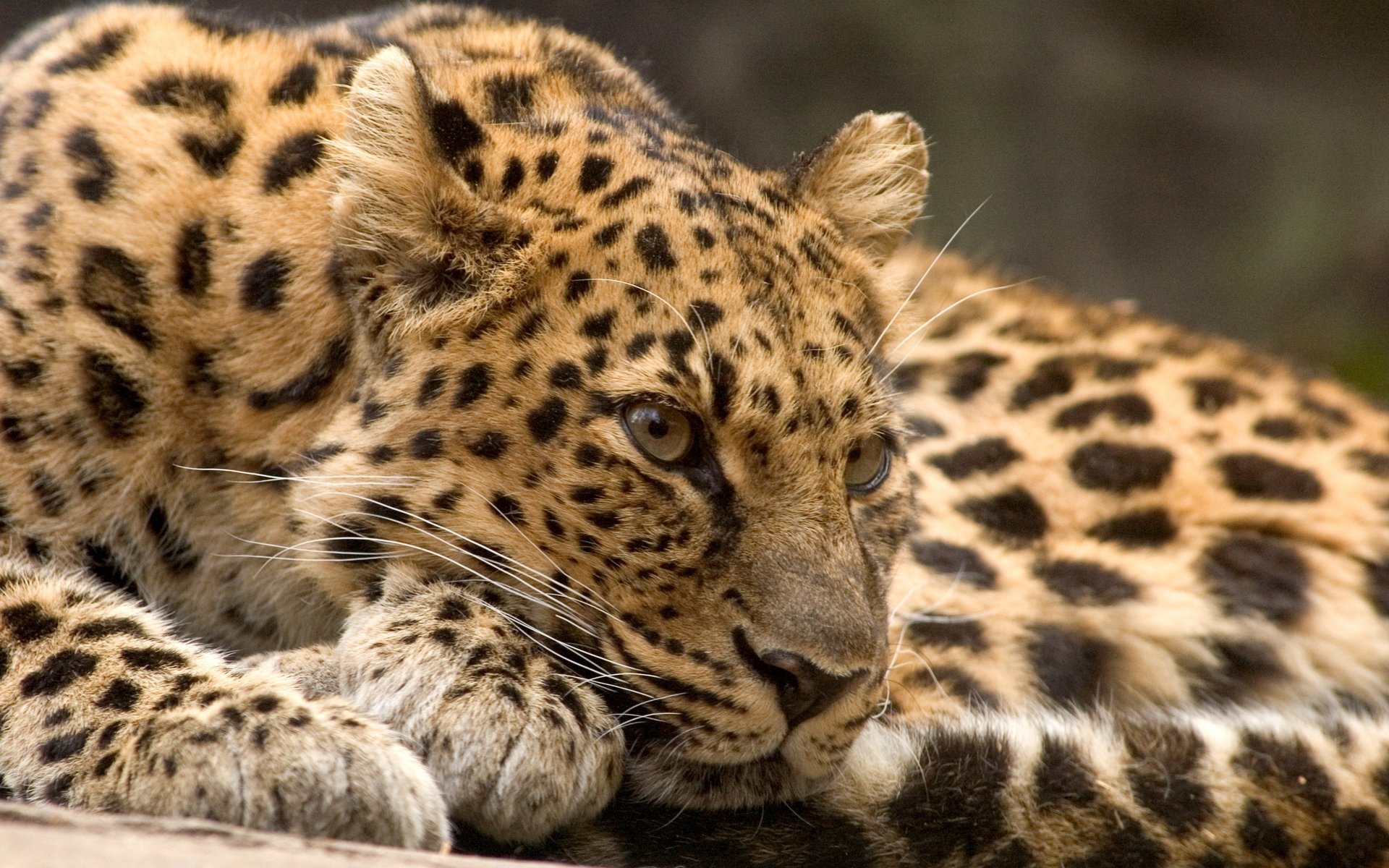 leopard raubtier tier erholung blick katze