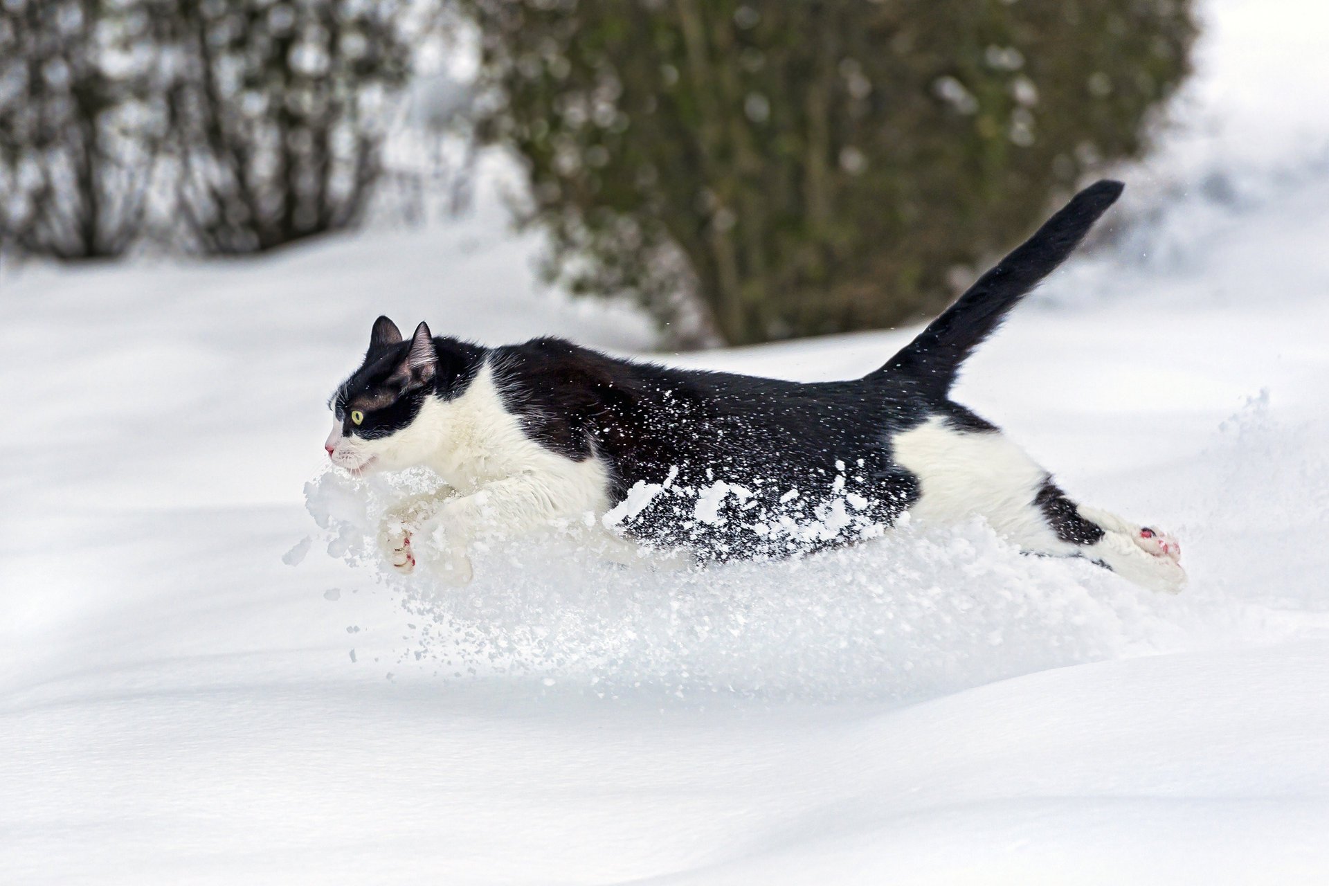 gato ctambako el jaguar corre gato nieve invierno