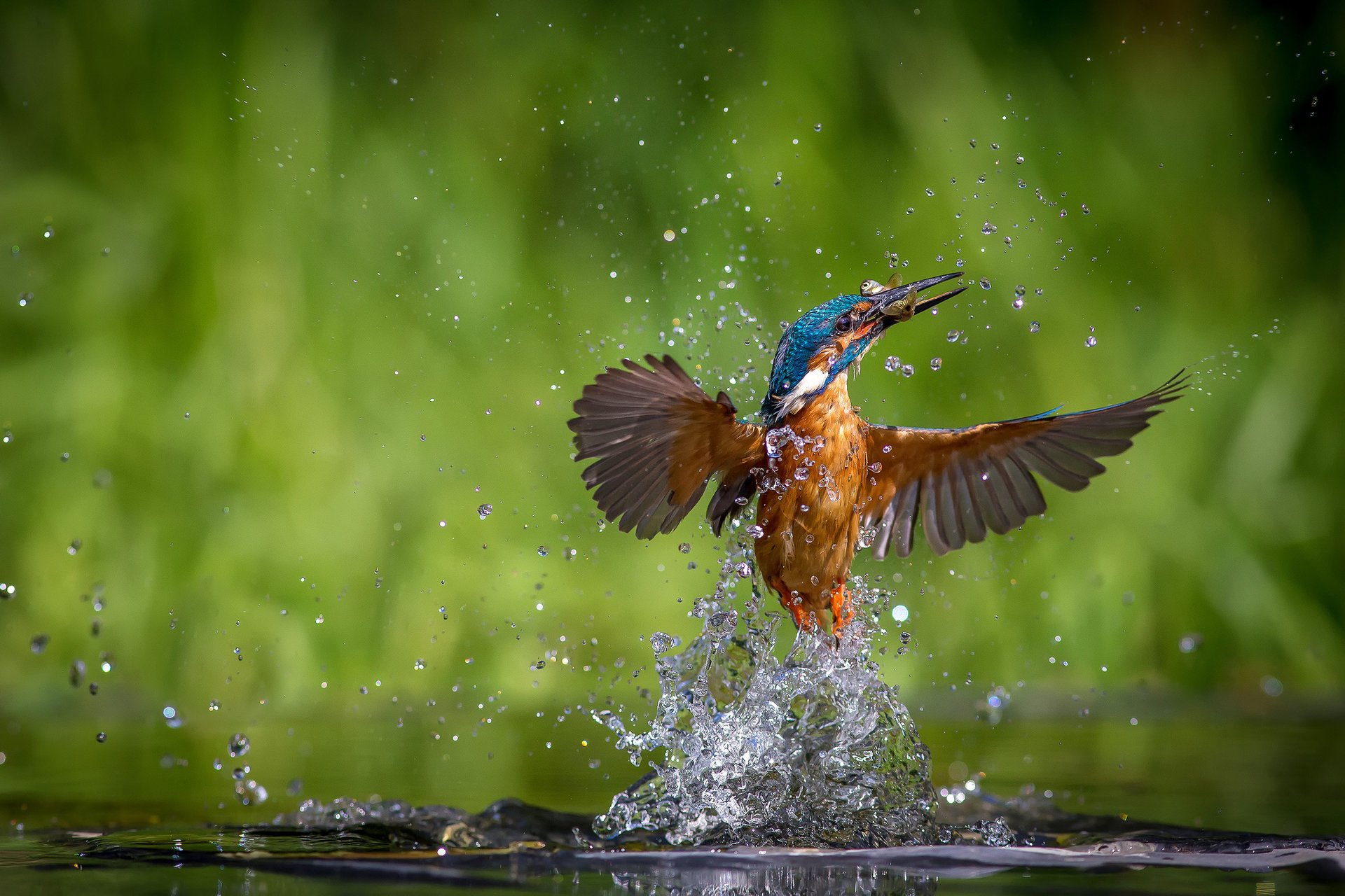 ave alcedo atthis agua martín pescador común kingfisher