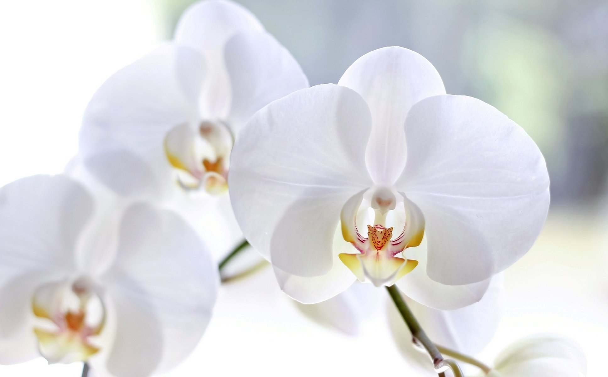 kwiaty storczyki phalaenopsis białe płatki makro