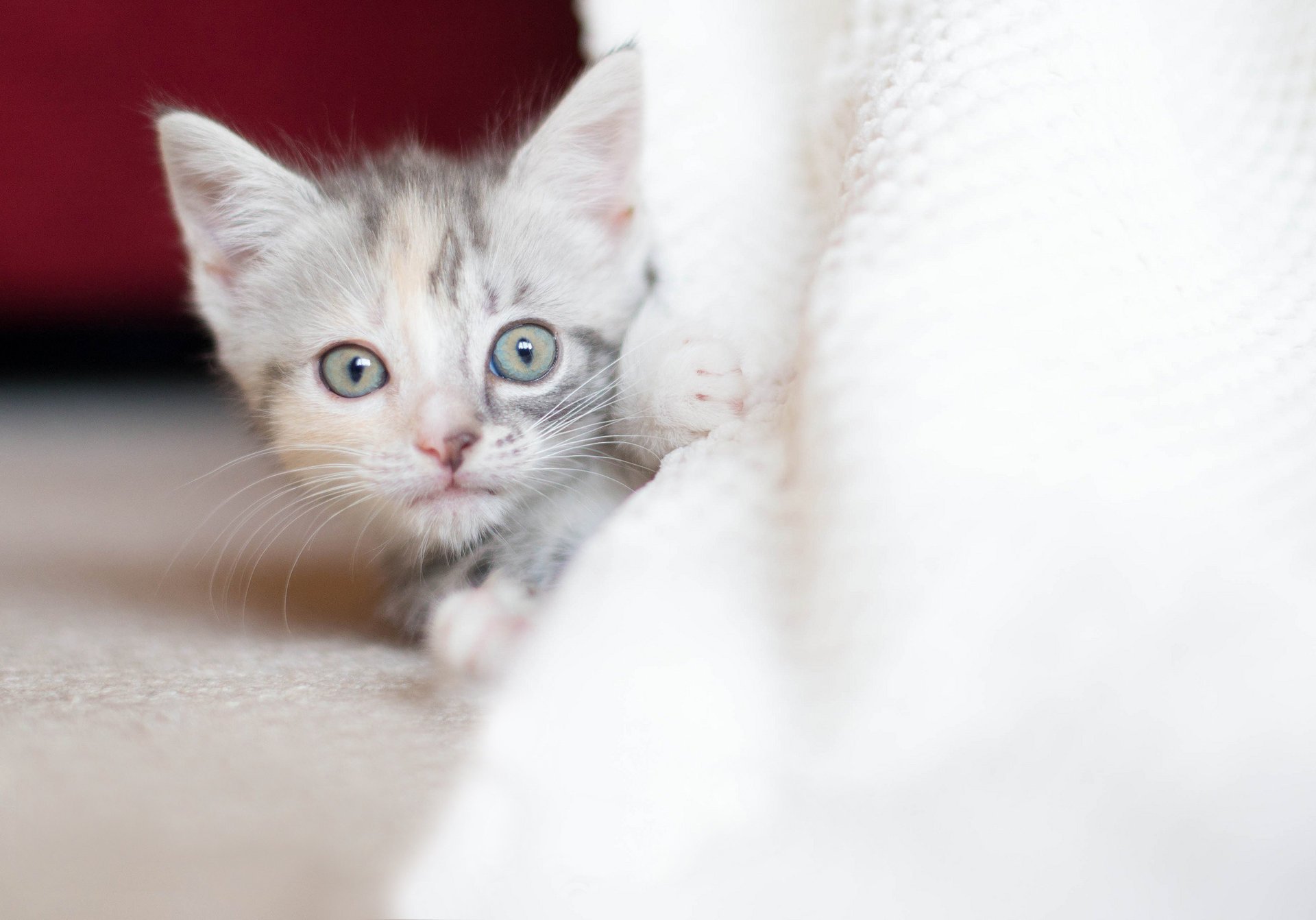 gatito mirada tricolor bebé