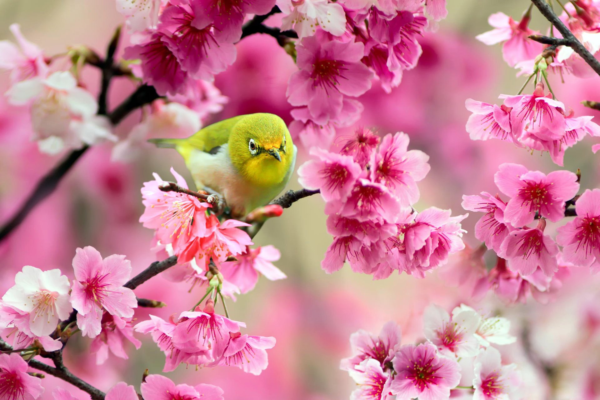 japanese white-eye yellow tree bird sakura