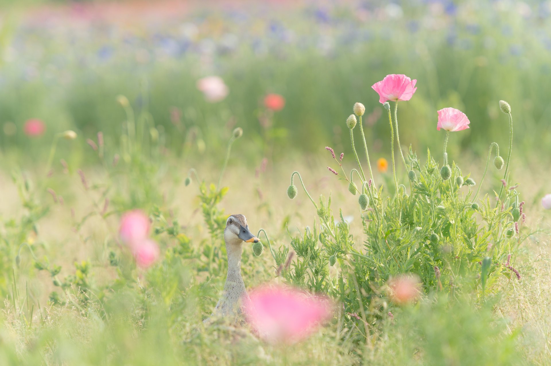 field flowers maki duck grass pink