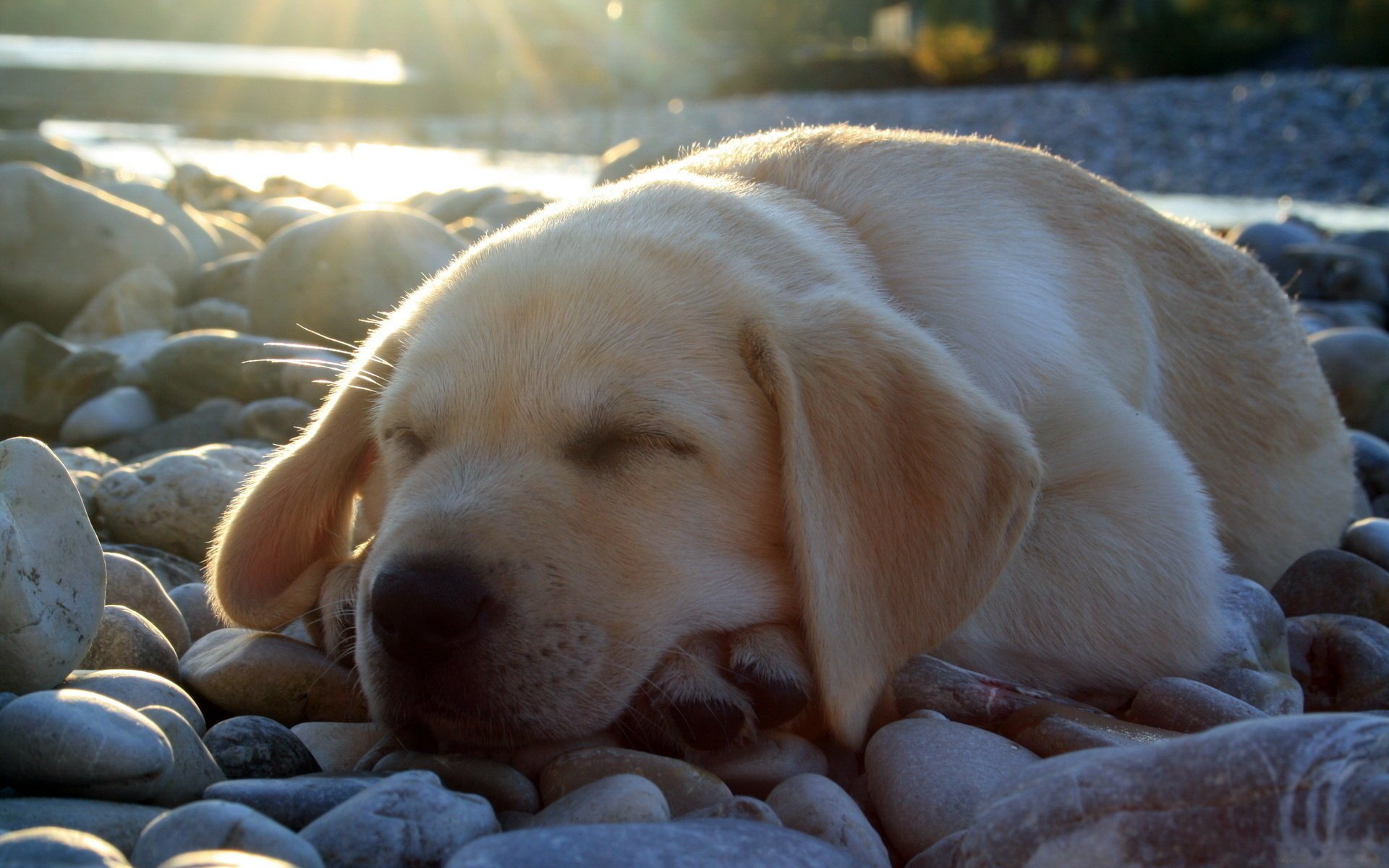 labrador puppy sleeping cute light stone