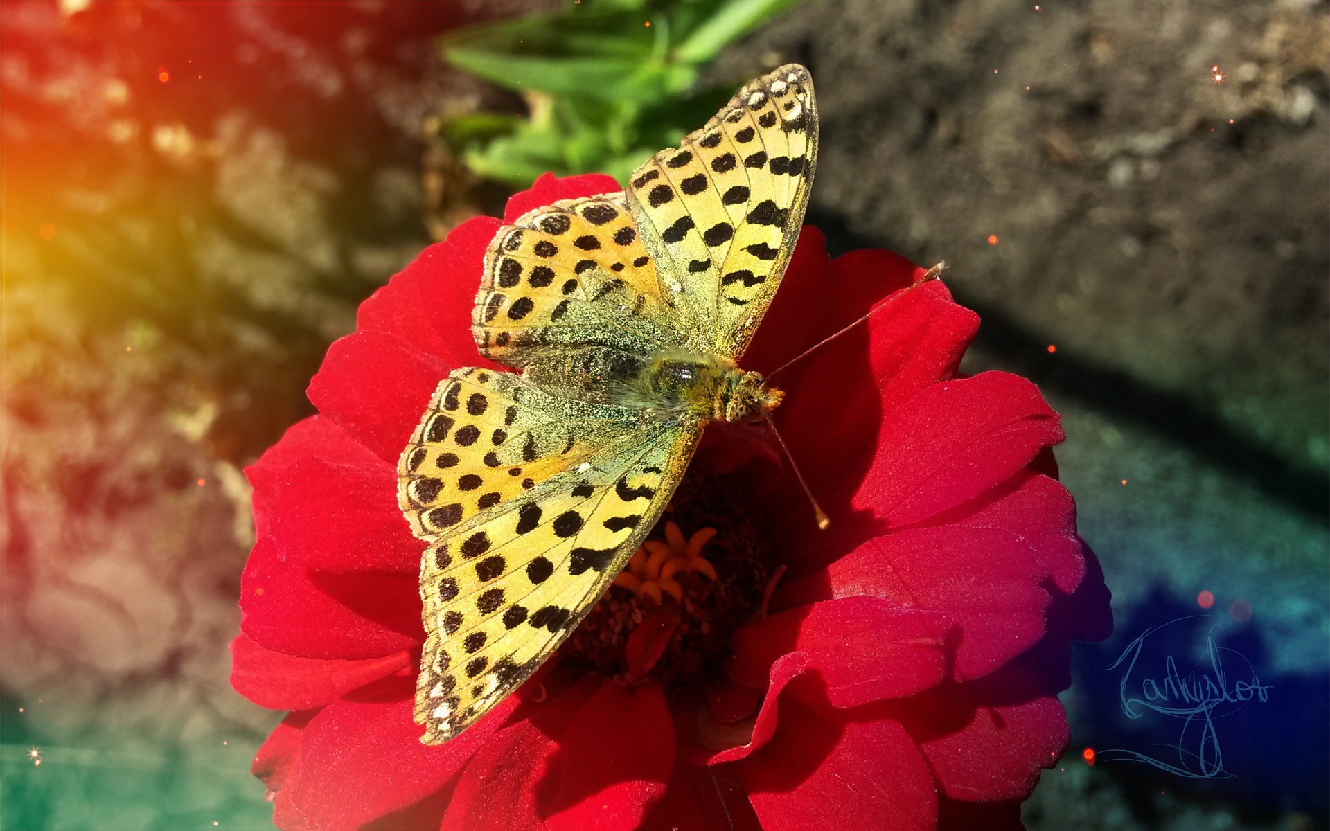 motyl kwiat retro natura owady