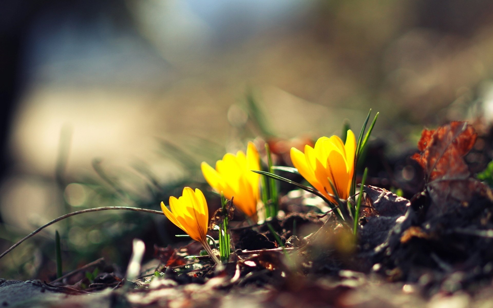 flores flor bokeh verde floretes desenfoque amarillo