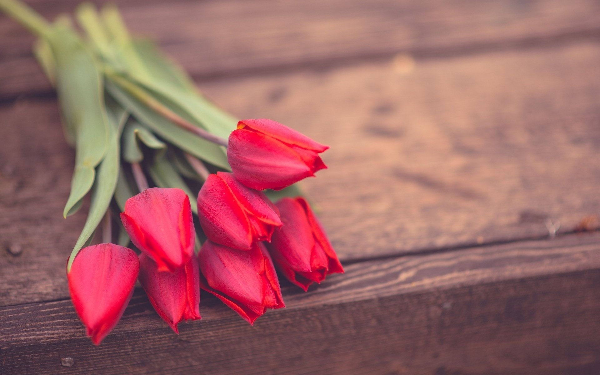 pink flower flowers wallpaper rose background flowers rose