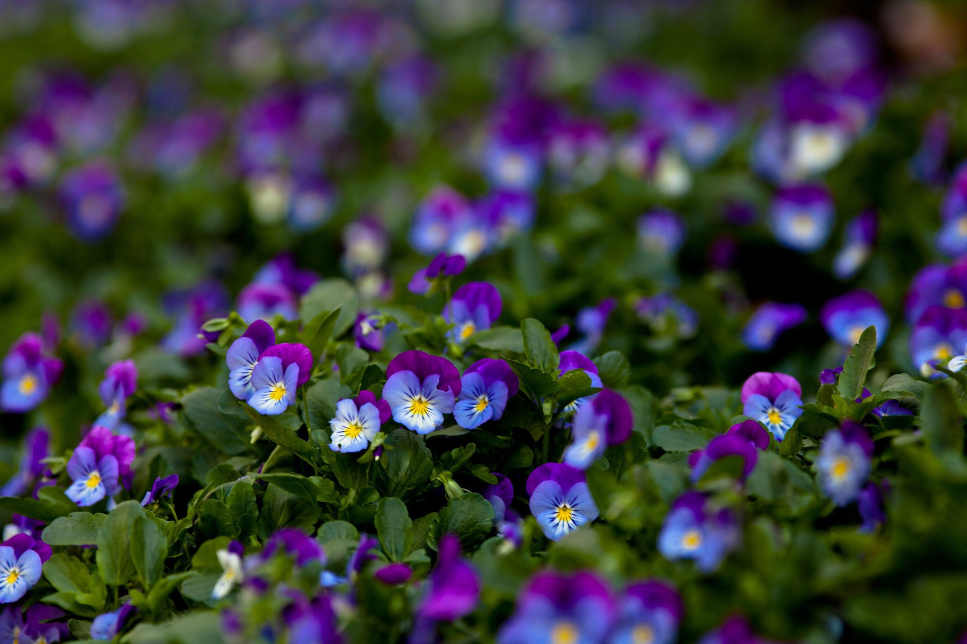 pensamientos flores lila viola macro