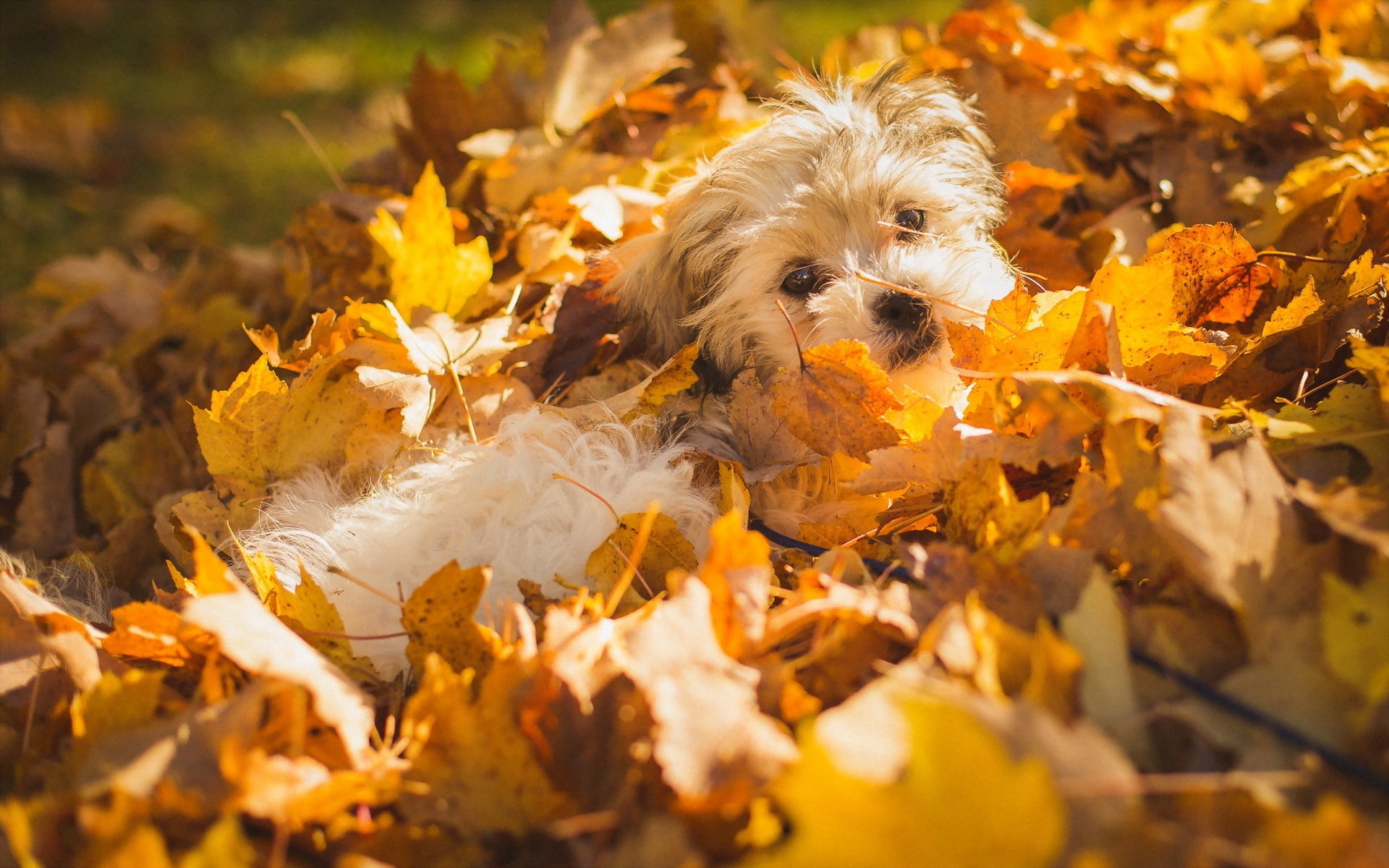 dog leaves autumn