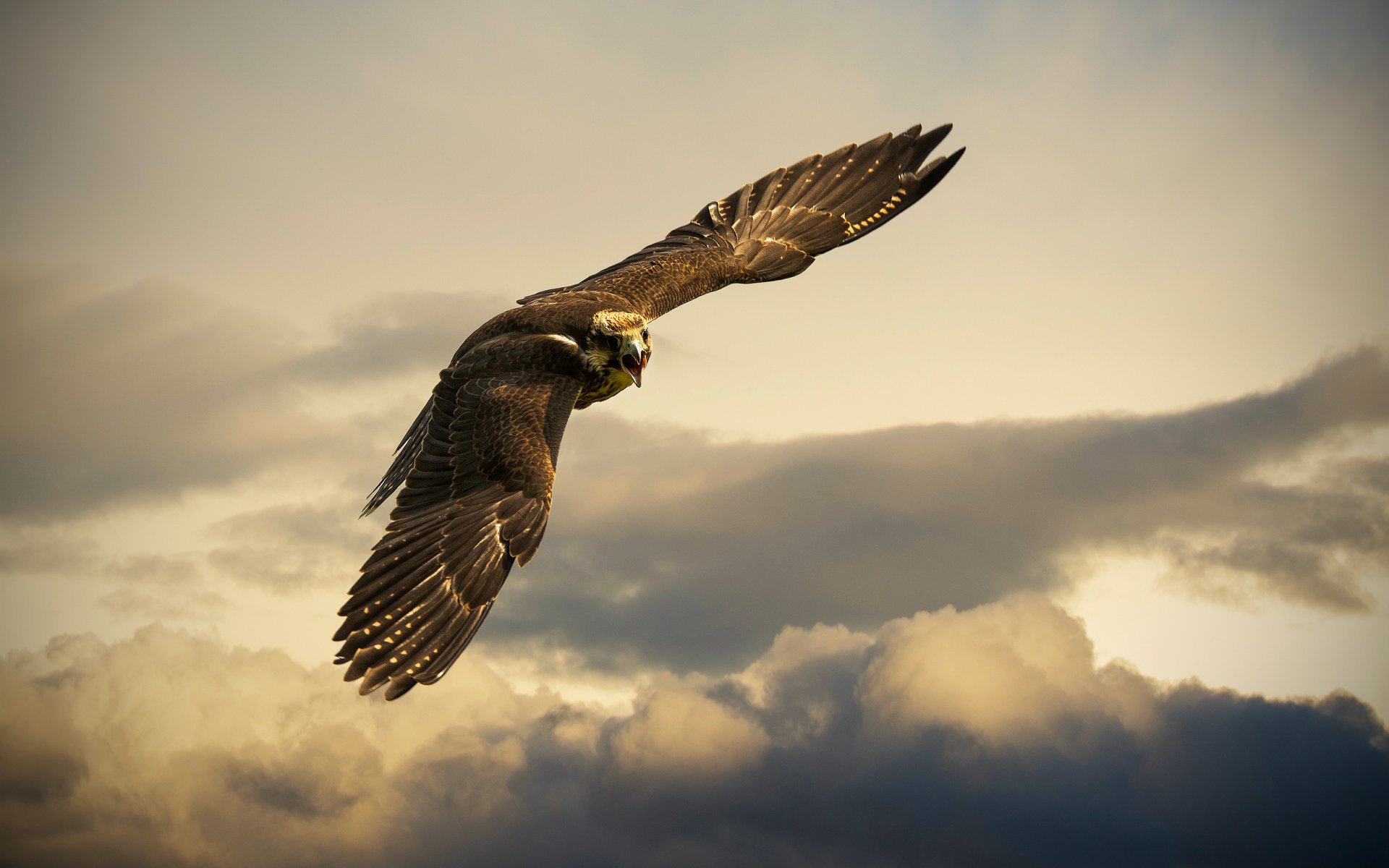 buchs schweiz vogel himmel wolken fliegen adler