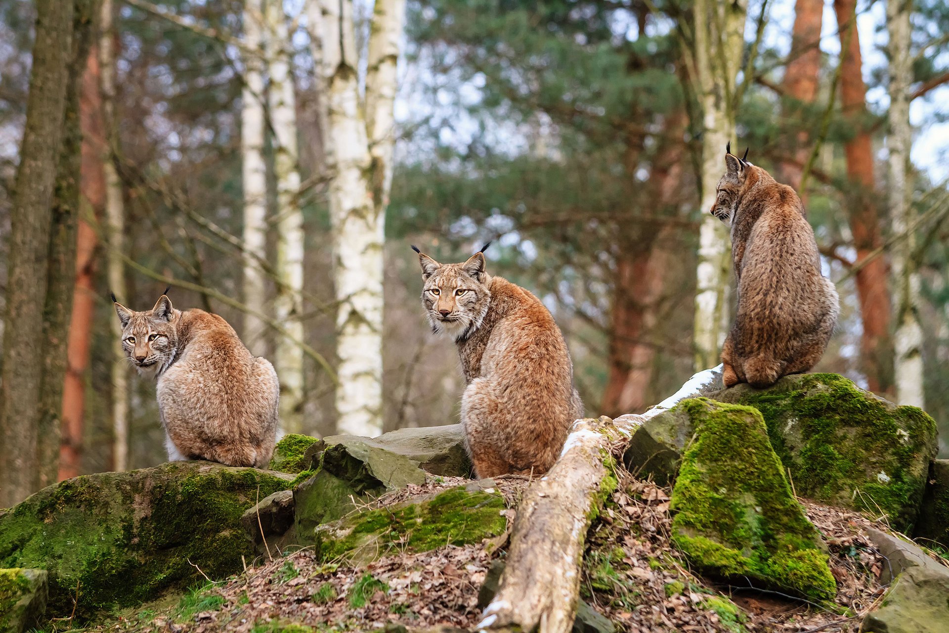 lince piedras bosque trinidad