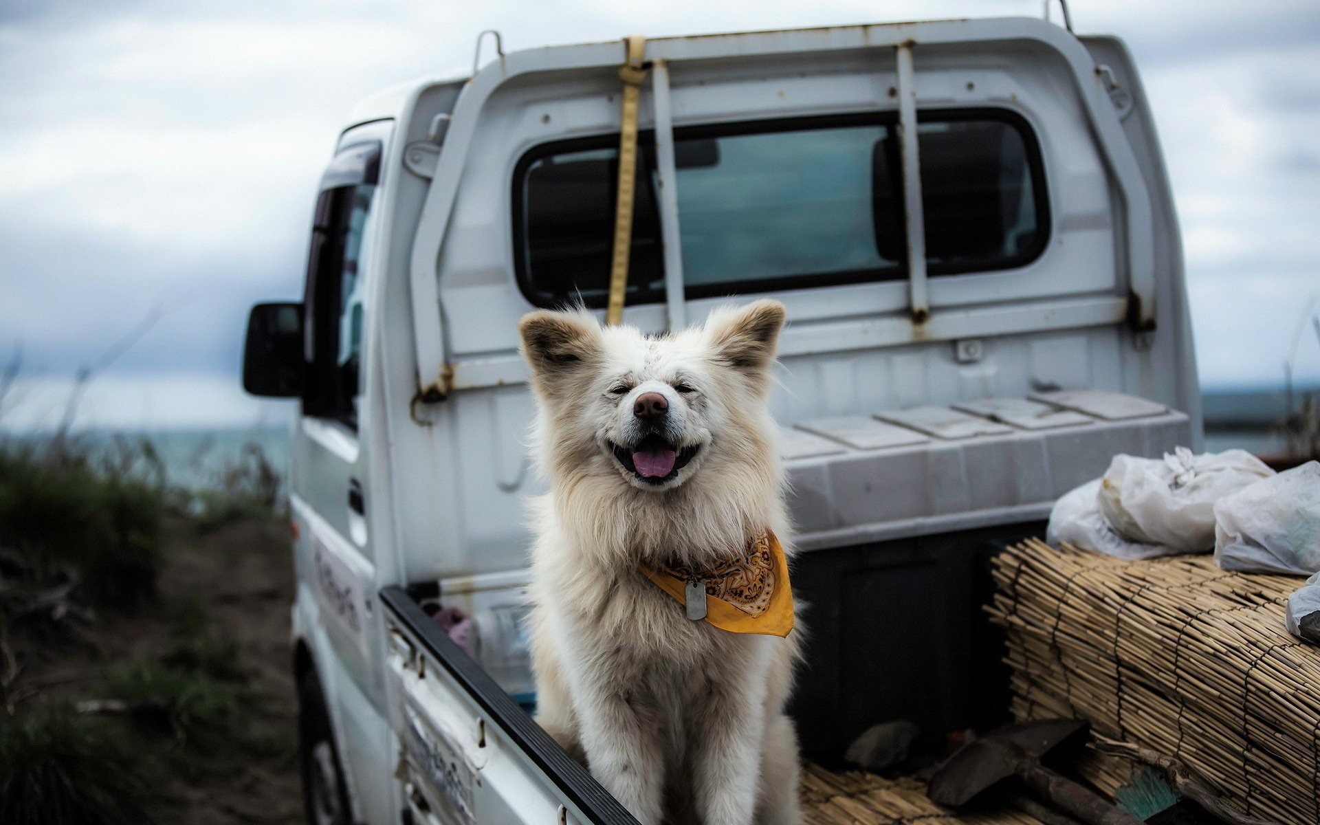 chien voiture ami