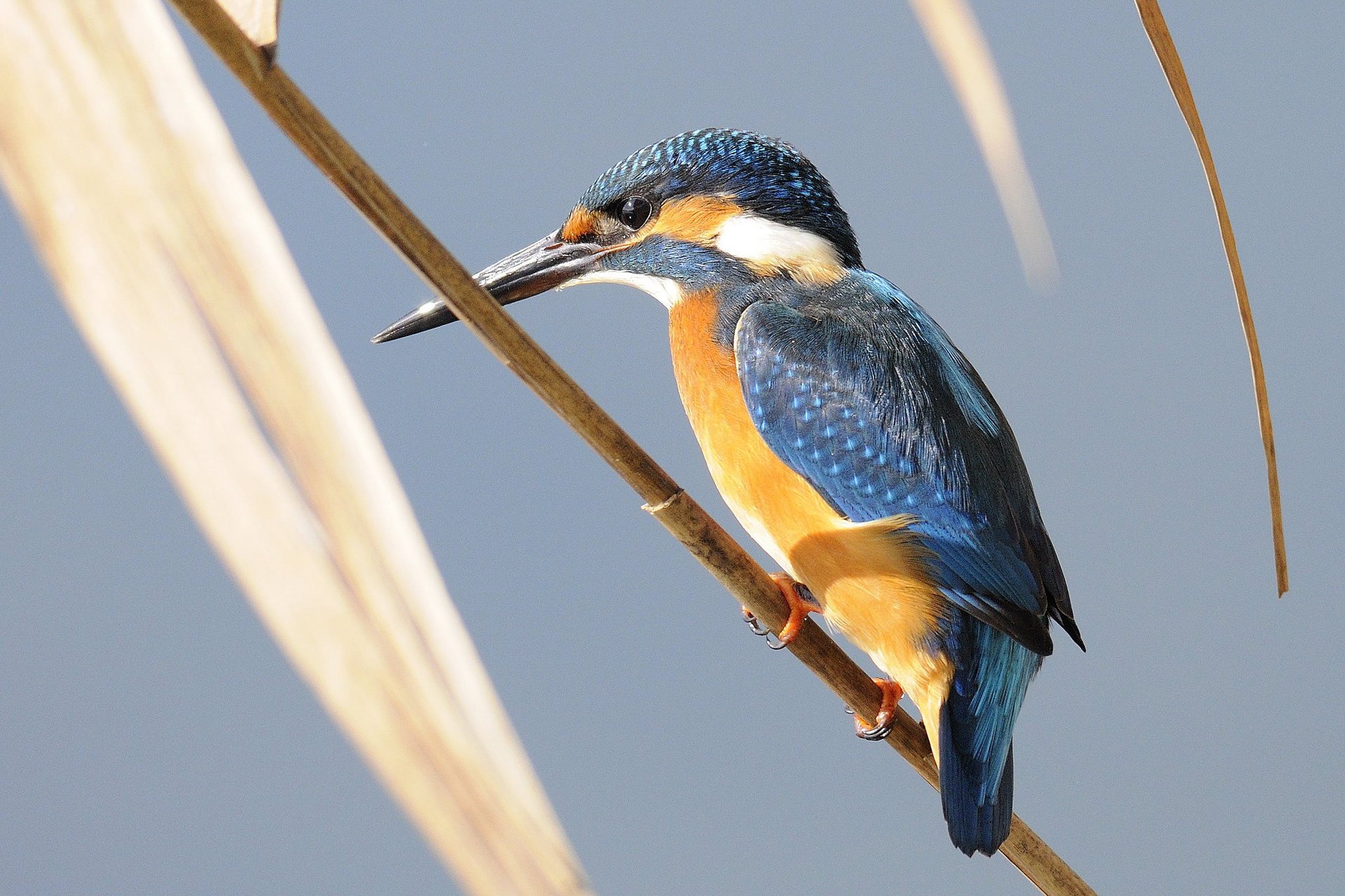 branch leaves bird kingfisher background