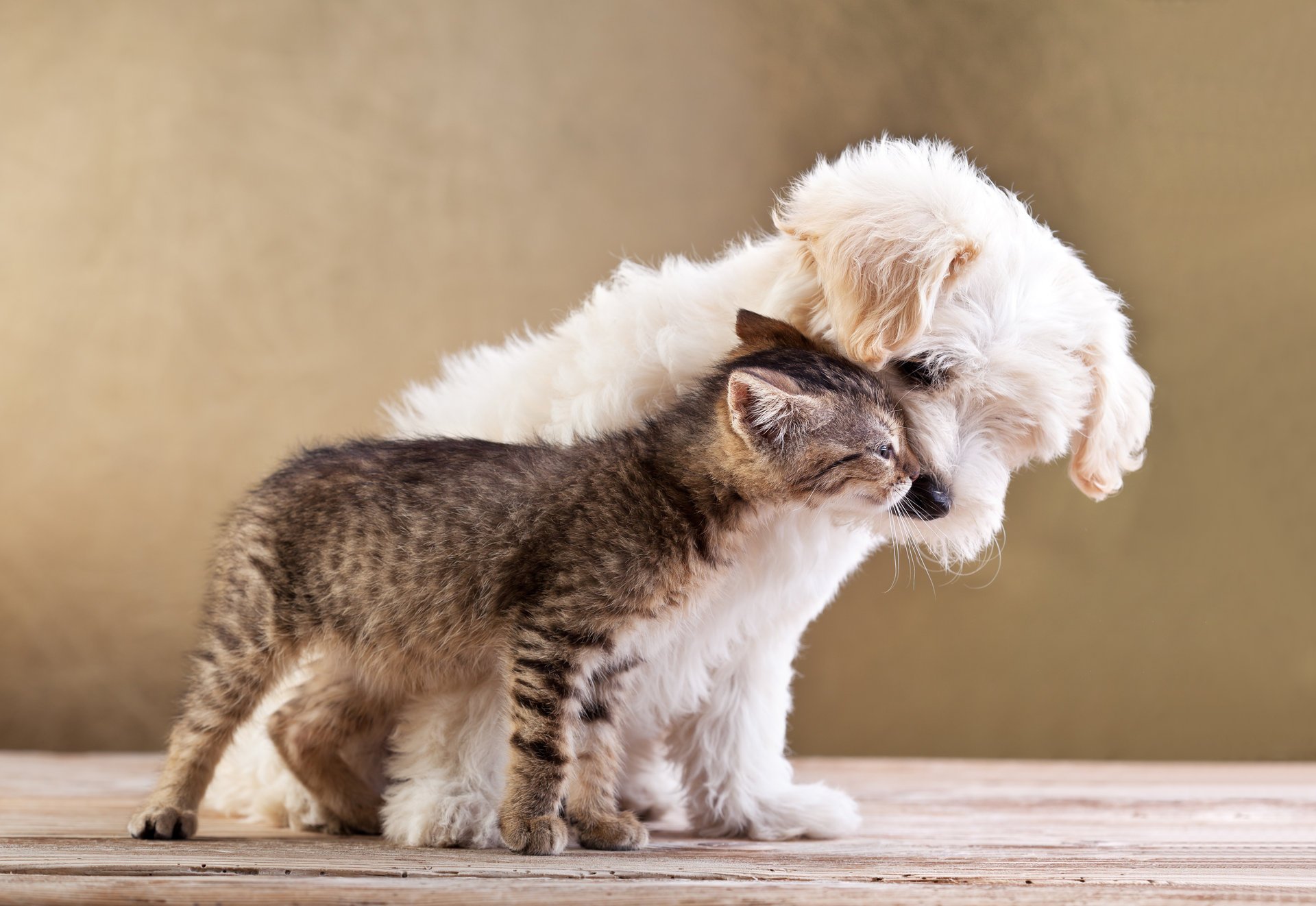 mall dog and cat together friends друзья love kitten puppy