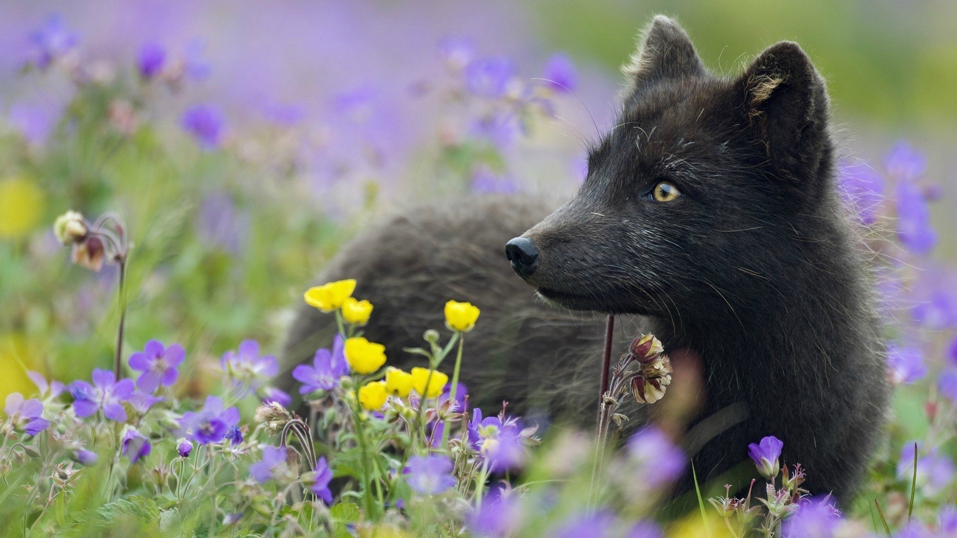 arctic fox fox flowers black plants gra