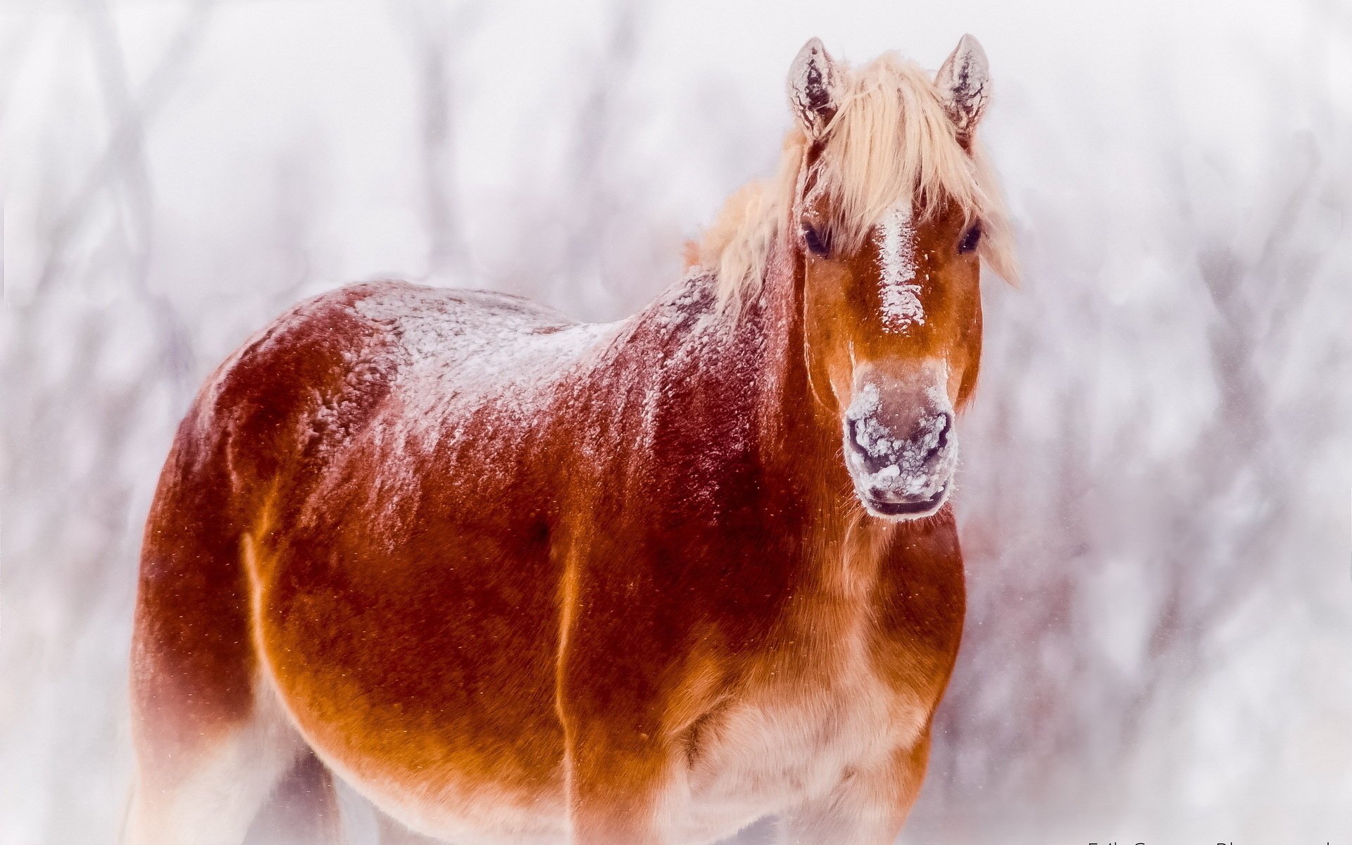 caballo nieve naturaleza