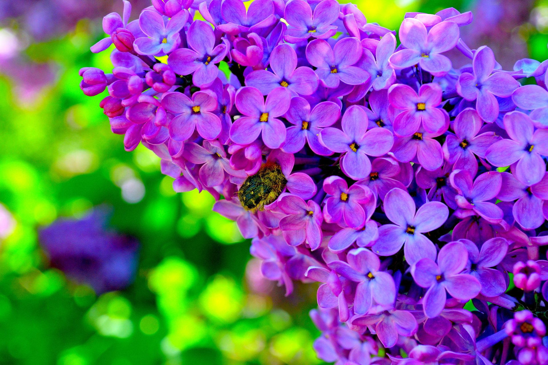 bright wallpaper lilac flowers beetle