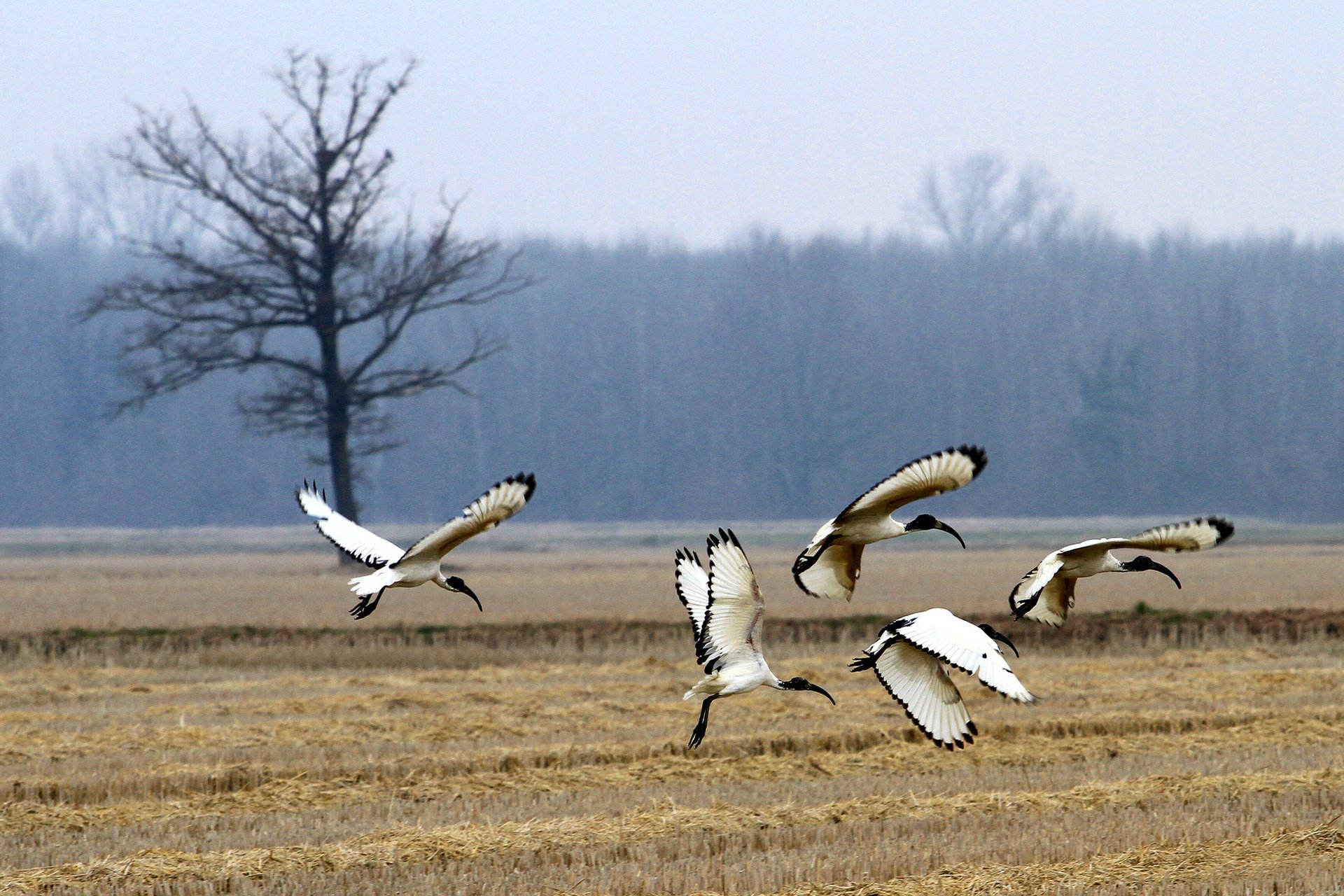 forest sacred ibis field birds tree